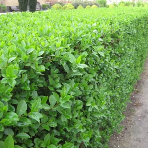 Haie de Troène de Californie