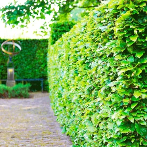 Haie de hêtre commun