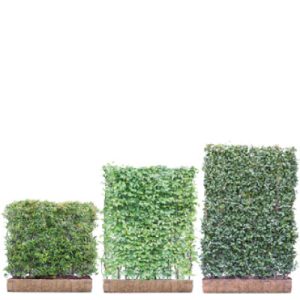 Haies Prête à Planter