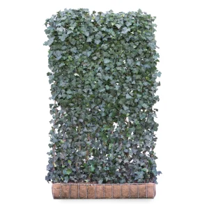 Mobilane Hedera helix 'Woerner' Haie Prête à Planter