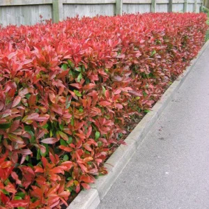 Photinia 'Red Robin'