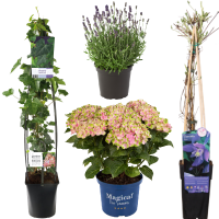 Plantes d'extérieur