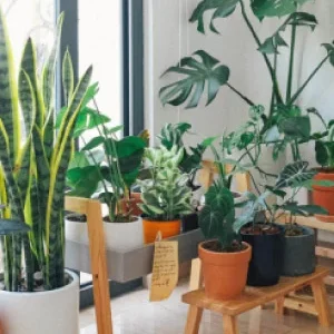 Plantes d'intérieur