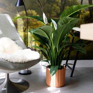 Plantes d'intérieur pour la mi-ombre