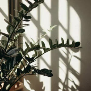 Plantes d'intérieur pour l'ombre
