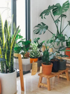 Plantes d'intérieur