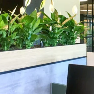 Plantes de bureau