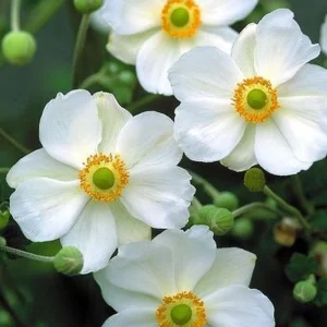 Anémone du Japon 'Honorine Jobert'