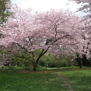 Cerisier du Japon 'Yedoensis'