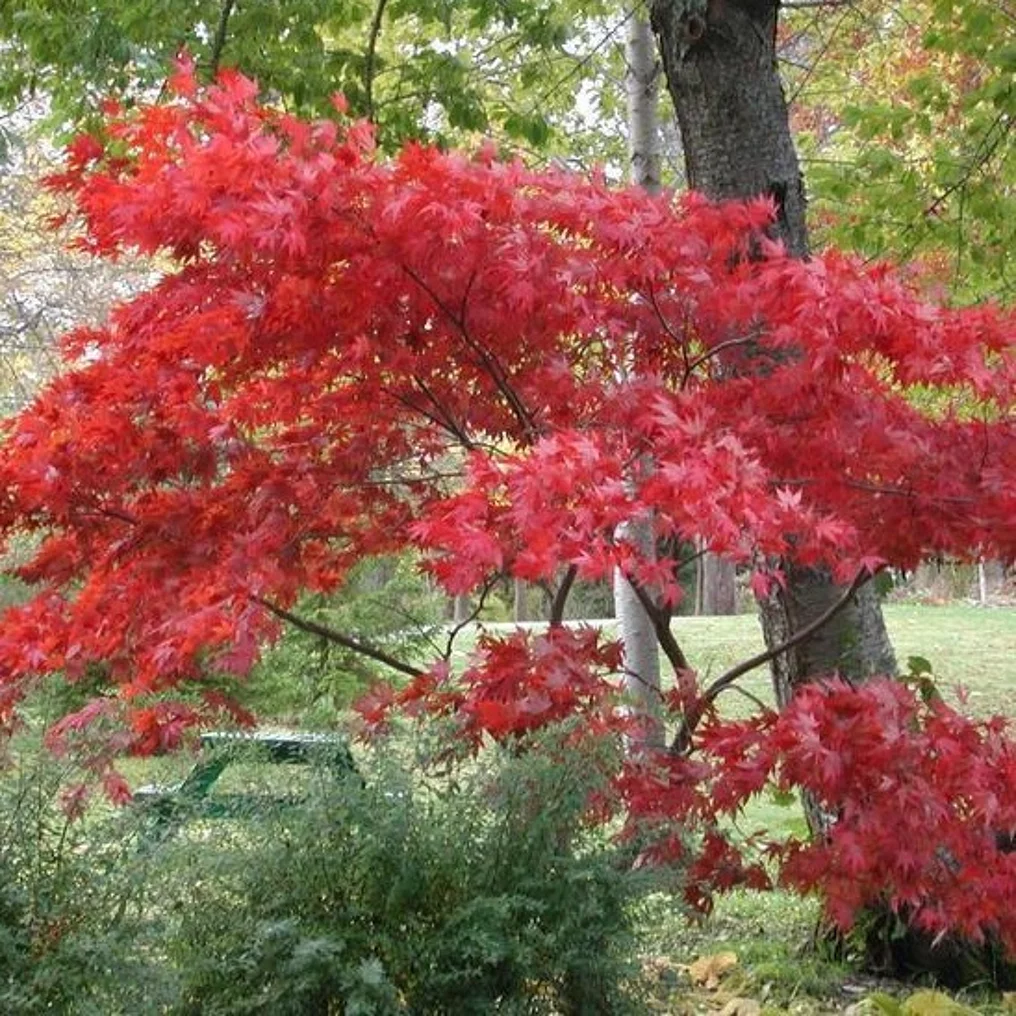 Érable du Japon 'Atropurpureum' dans le jardin