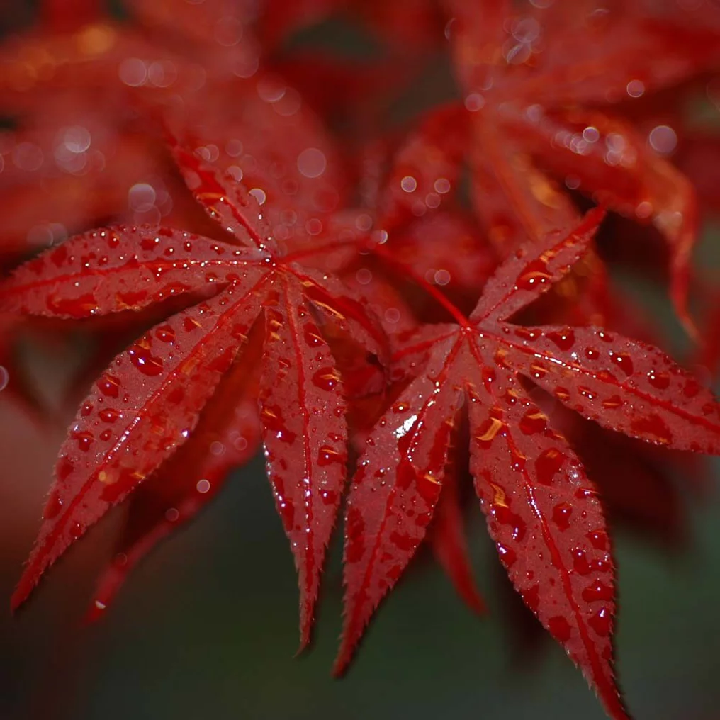 Érable du Japon 'Atropurpureum' détail