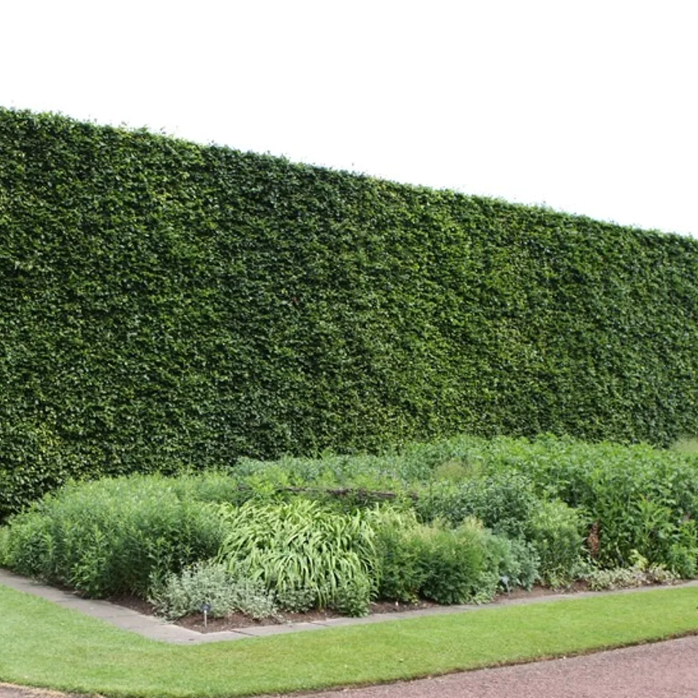 Haie de Charme commun dans le jardin