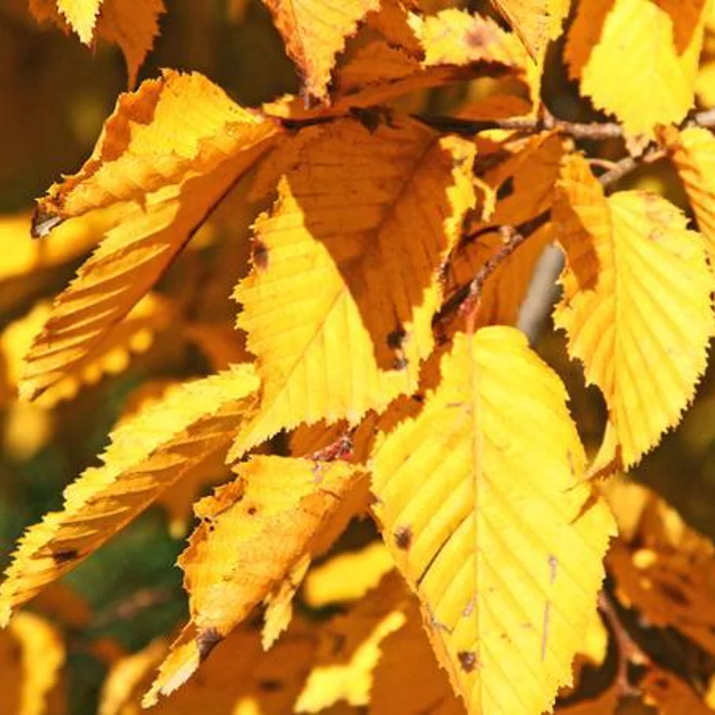 Haie de Charme commun feuille brune