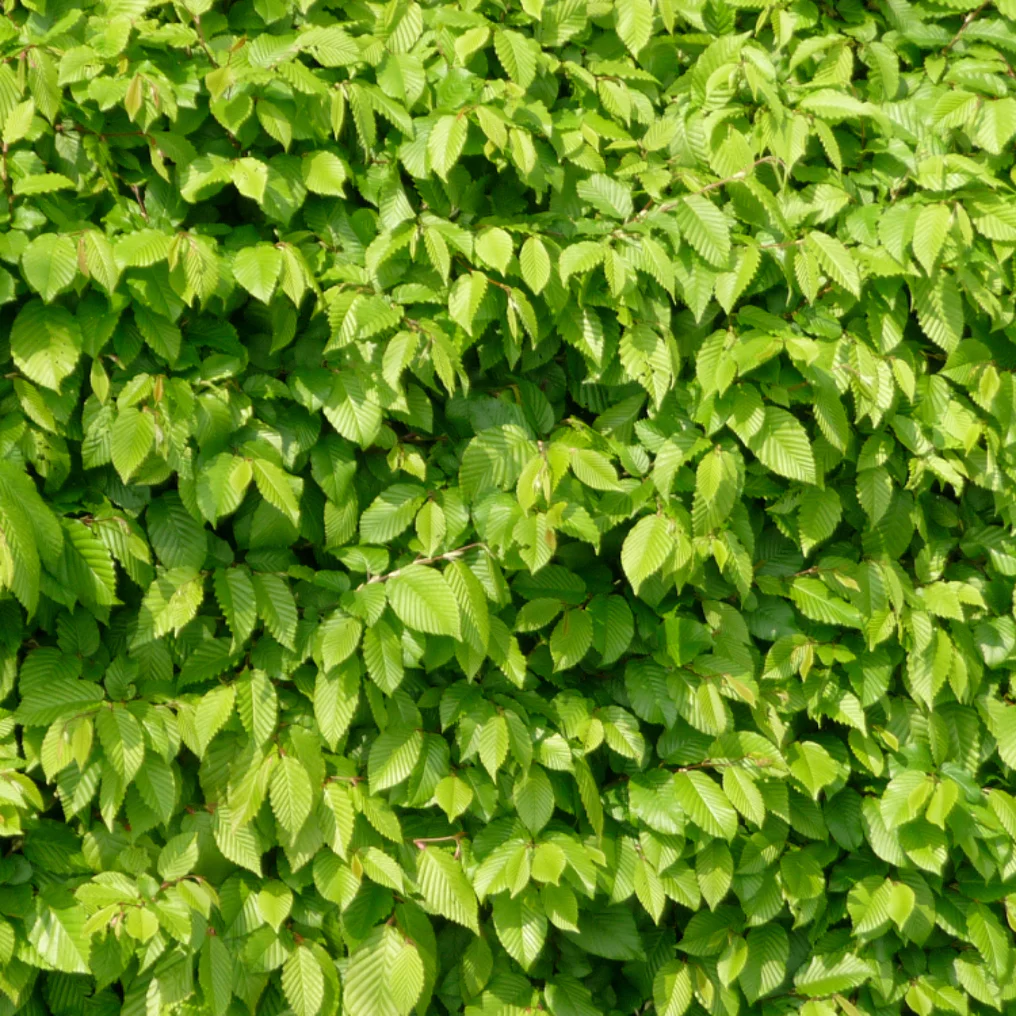 Haie de Charme commun feuille vert