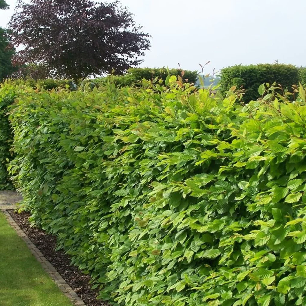 Haie de Charme commun