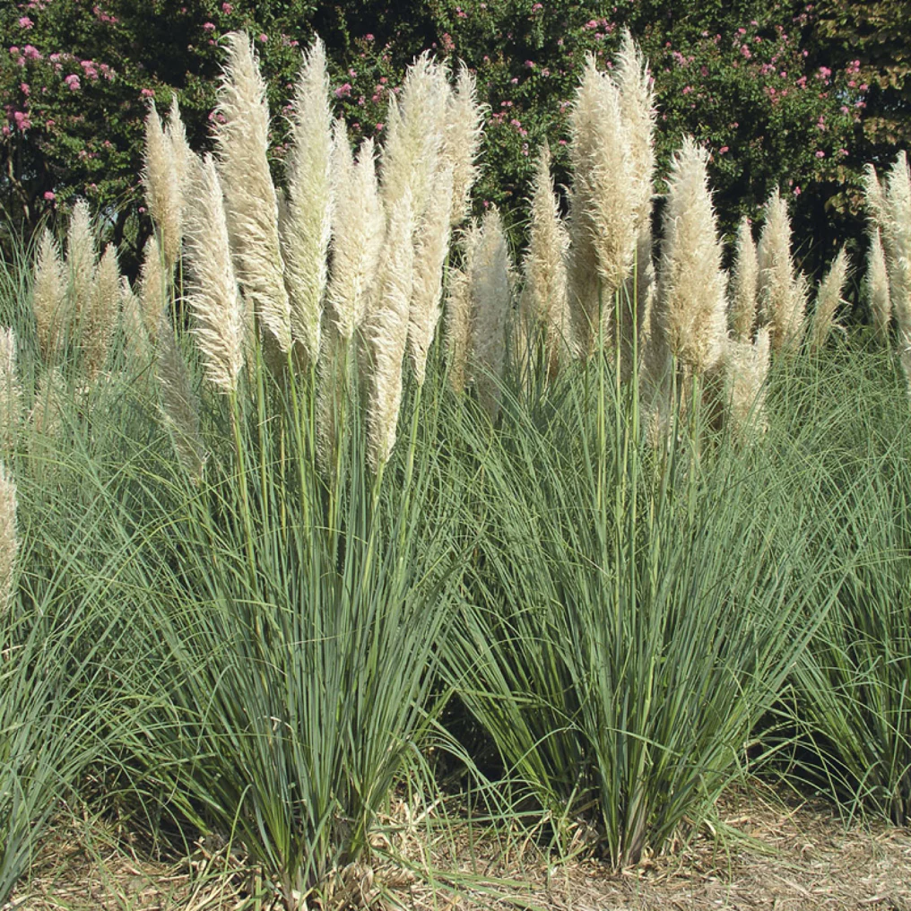 Herbe de la Pampa compacte