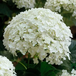 Hortensia arbustif 'Annabelle'