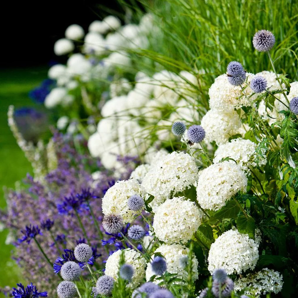 Hortensia arbustif 'Annabelle' ambiance
