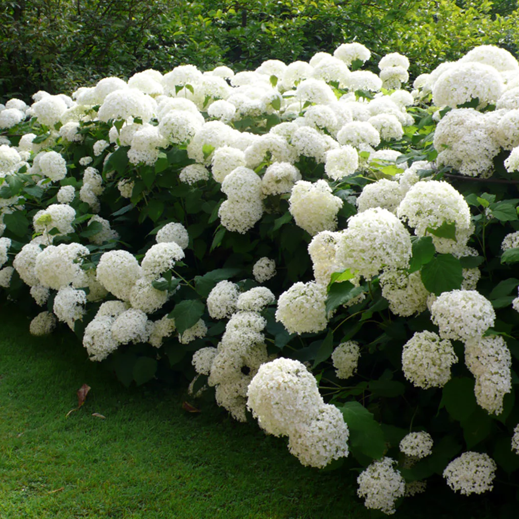 Hortensia arbustif 'Annabelle' dans le jardin