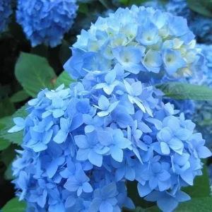 Hortensia de jardin bleue