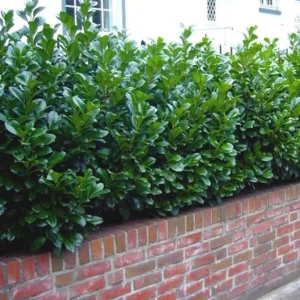 Laurier cerise 'Novita'