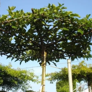 Mûrier blanc 'Fruitless' parasol