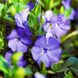 Petite Pervenche bleue