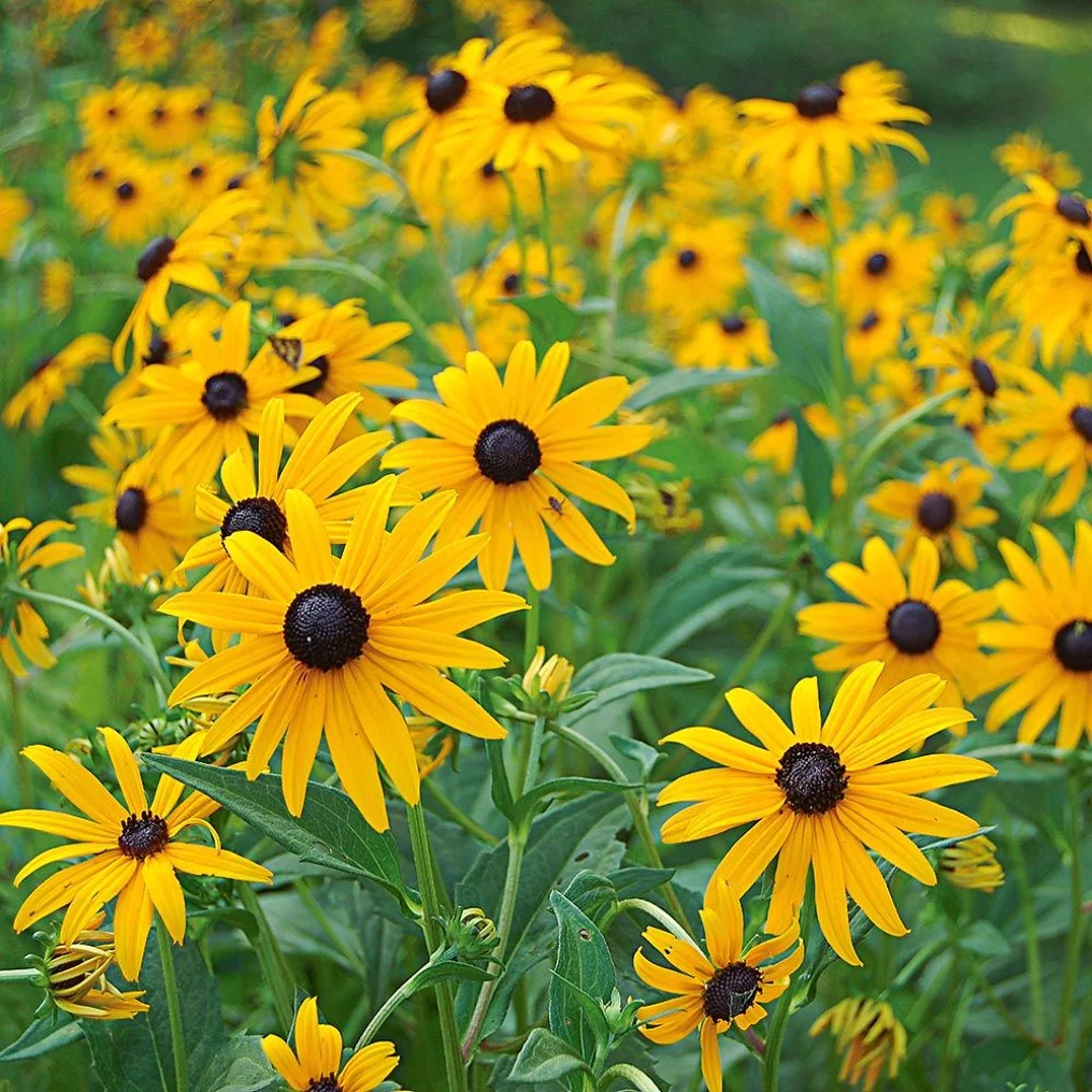 Rudbeckia 'Goldsturm' fleurs