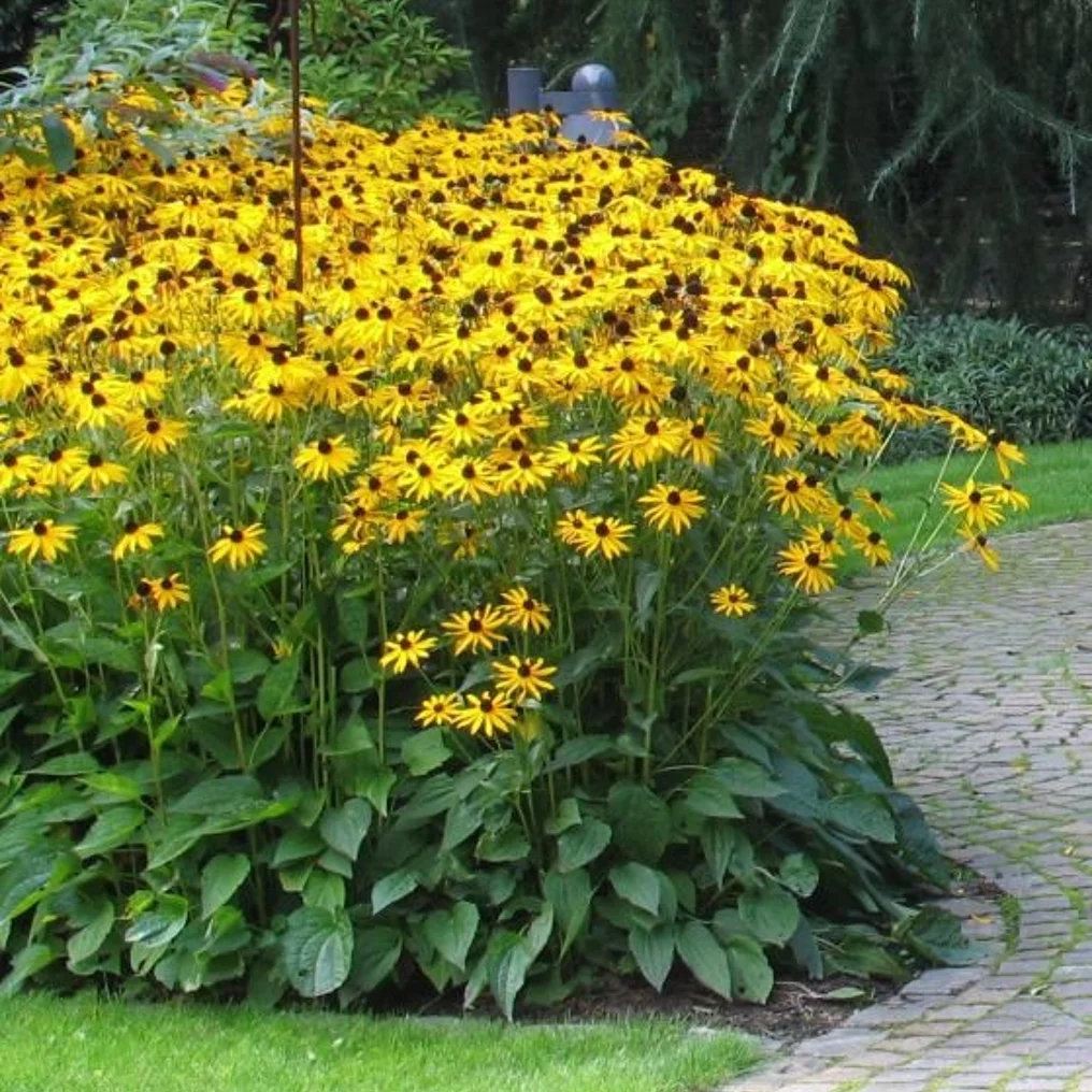 Rudbeckia 'Goldsturm'