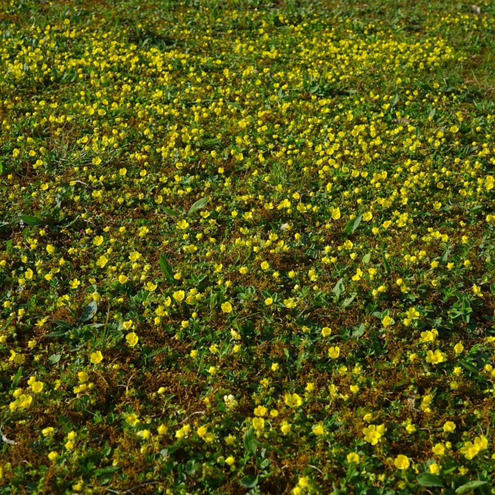 Fraisier tapissant ambiance