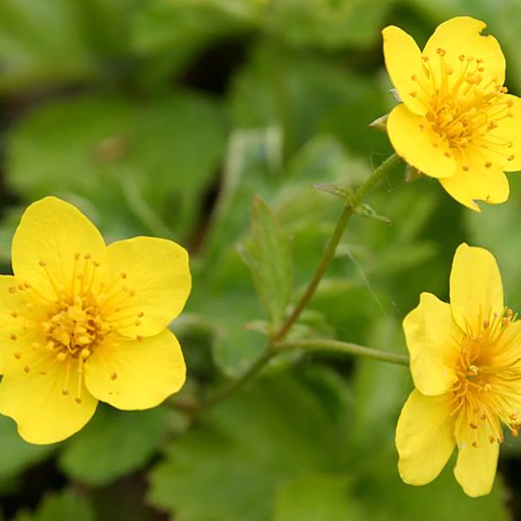 Fraisier tapissant fleurs