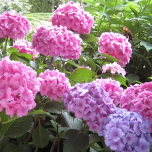 Hortensia de jardin rose