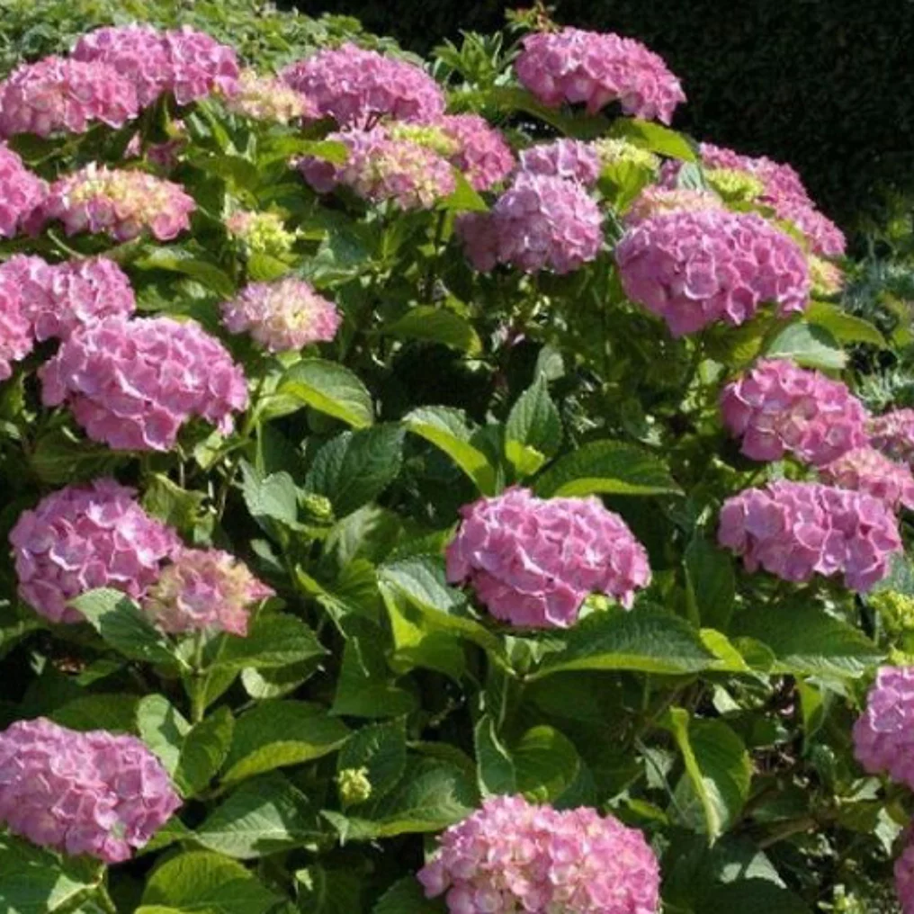 Hortensia de jardin rose feuille