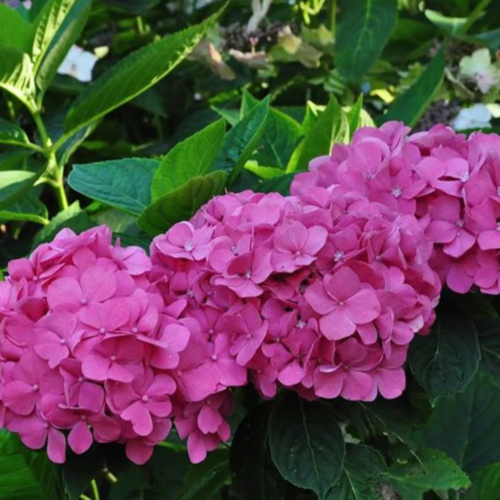 Hortensia de jardin rose fleurs