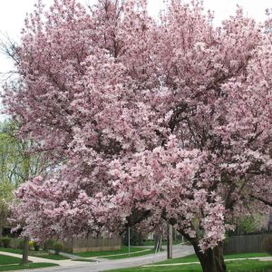 Magnolia ‘Spectrum’