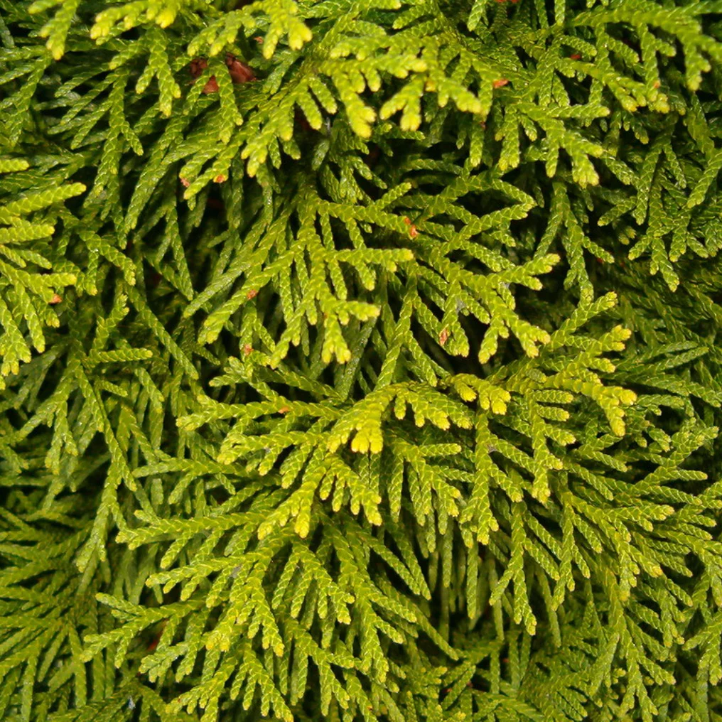 Thuya du Canada 'Smaragd' feuille