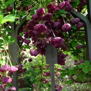 Akébie à cinq feuilles