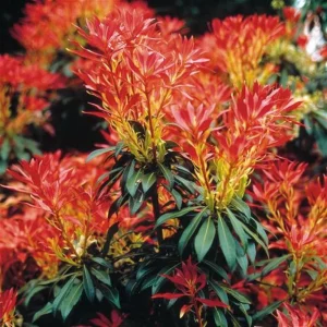Andromède 'Forest Flame'