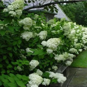 Hortensia à panicules 'Grandiflora'