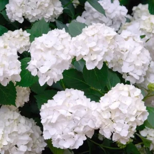 Hortensia de jardin blanc