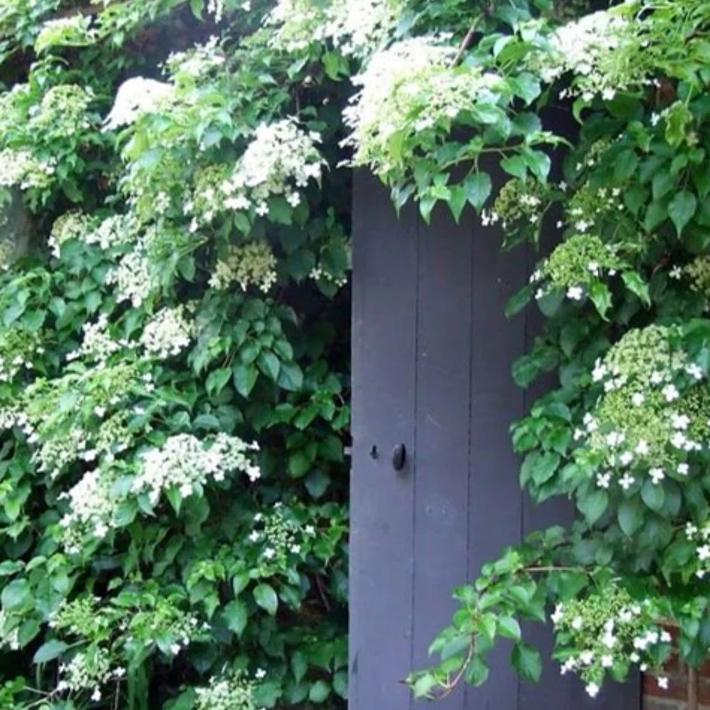 Hortensia grimpant ambiance