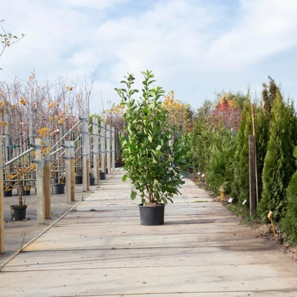 Laurier palme 'Rotundifolia' chez le cultivateur