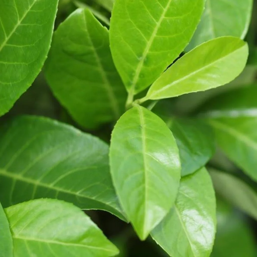 Laurier palme 'Rotundifolia' feuilles
