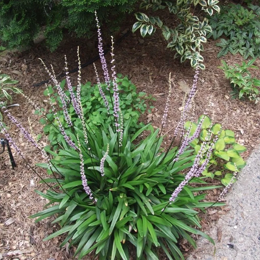 Liriope muscari 'Moneymaker' dans le jardin