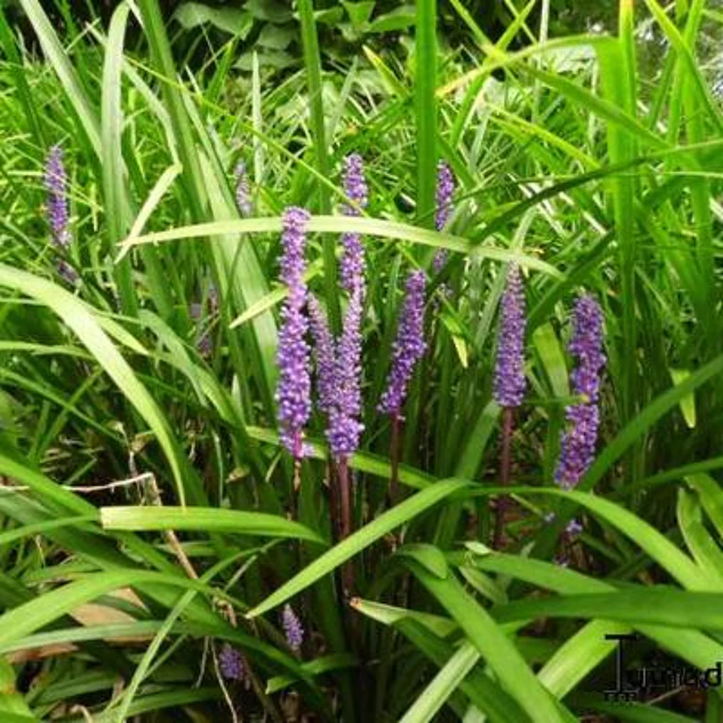 Liriope muscari 'Moneymaker' feuilles