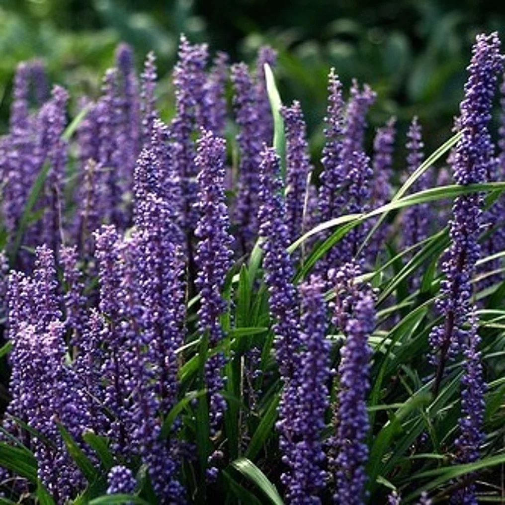 Liriope muscari 'Moneymaker'