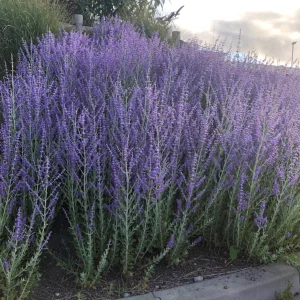 Perovskia 'Blue spire'
