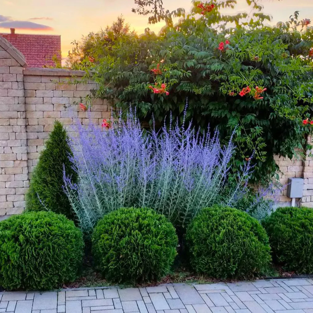 Perovskia 'Blue spire' ambiance