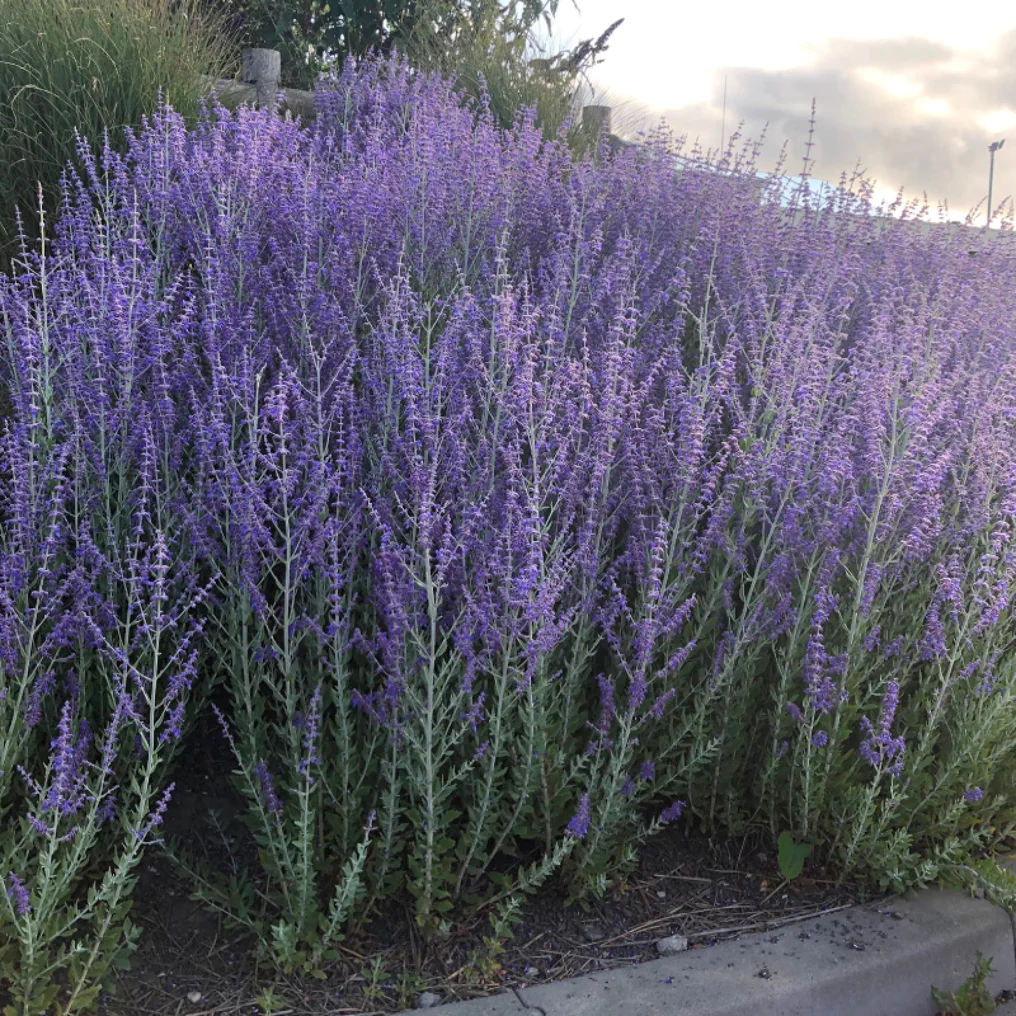 Perovskia 'Blue spire'
