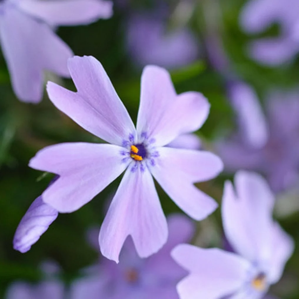 Phlox mousse bleu fleurs